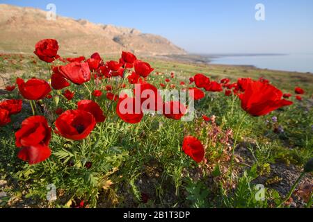 Un pré de fleurs de pavot rouge (papaver) au coucher du soleil. Après une saison de pluie rare dans le désert de Judée et sur les rives de la mer Morte, une abondance de wi Banque D'Images