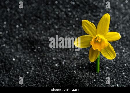 Daffodil, tete tete, croissant dans le sable noir défiant toutes les chances de survivre dans des conditions défavorables. Banque D'Images