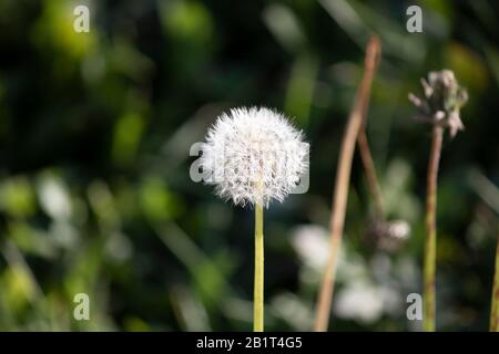 Taraxacum sect. Une photo de gros plan de la plante du ruderalia. Banque D'Images