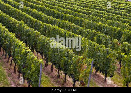 Rangées de vignes sur le côté d'une montagne. Hongrie autour du village: Nagyharsany, Villany et Siklos district connu pour la production d'excellents vins. Banque D'Images