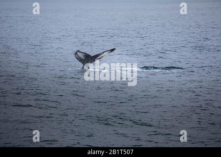 Baleine à bosse près de Húsavík, au nord de l'Islande. Banque D'Images