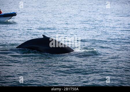 Baleine à bosse près de Húsavík, au nord de l'Islande. Banque D'Images