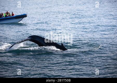 Baleine à bosse près de Húsavík, au nord de l'Islande. Banque D'Images