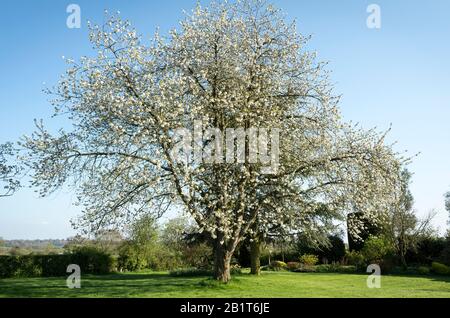 Un vieux Prunus avium ou un arbre de cerisier sauvage recouvert de fleurs blanches au printemps dans un jardin anglais. Il est l'hôte de nombreux insectes prouvant la nourriture pour les oiseaux sauvages Banque D'Images