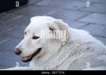 Chien blanc sans abri allongé sur les pavés. Banque D'Images