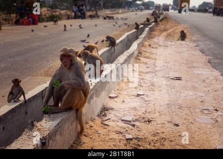 Singes dans la route entre New Delhi et Jaipur, Inde. Banque D'Images