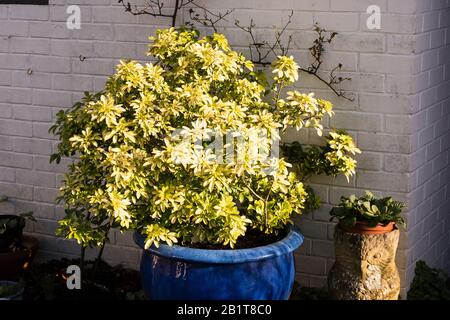 Un exemple brillant d'une plante bien choisie (Choisya ternata Sundance) qui ajoute de la lumière dorée même les jours les plus sombres de l'hiver. Croissance dans un grand semoir bleu Banque D'Images