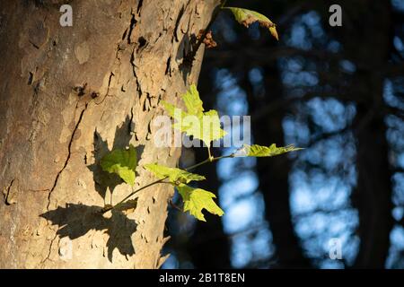 Feuille sur l'arbre de plan. L'ombre de la feuille frappe sur l'arbre. Banque D'Images