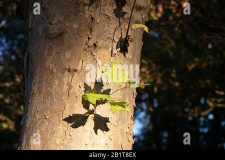 Feuille sur l'arbre de plan. L'ombre de la feuille frappe sur l'arbre. Banque D'Images