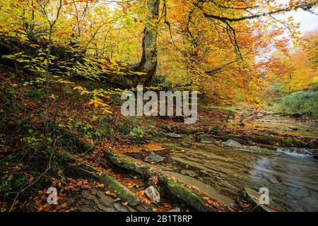 Automne à Irati Banque D'Images