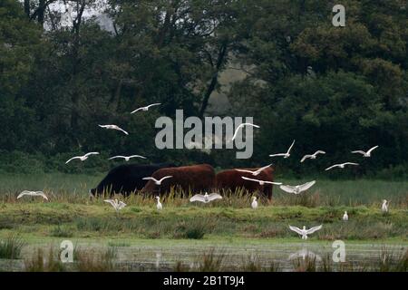 L'aigrette de bétail (Bubulcus ibis) débarque sur des pâturages marécageux près de bovins de pâturage, Somerset Levels, Royaume-Uni, octobre 2019. Banque D'Images