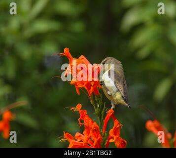 Une femelle Sunbird à rumpée buvant le nectar de la fleur - photographiée dans un parc urbain à Bangalore (Inde) Banque D'Images