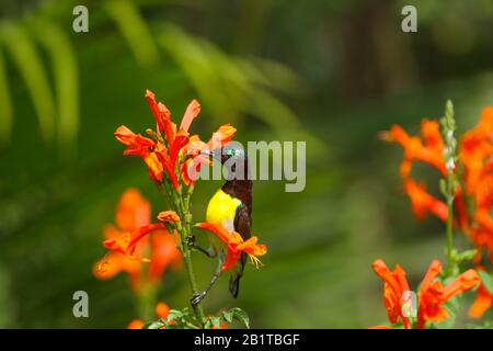 Un Sunbird à rumeur violette buvant le nectar de la fleur. Il a été photographié dans un parc urbain à Bangalore (Inde) Banque D'Images