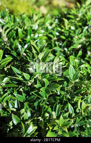 Sarcococca hookeriana var. Humilis 'Sarsid2' Banque D'Images