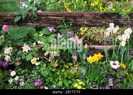 Northwest Flower And Garden Festival À Seattle, Washington, 26 Février 2020. Banque D'Images