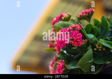 Belles fleurs rouges de Kalanchoe, maison colorée kalanchoe dans une serre Banque D'Images