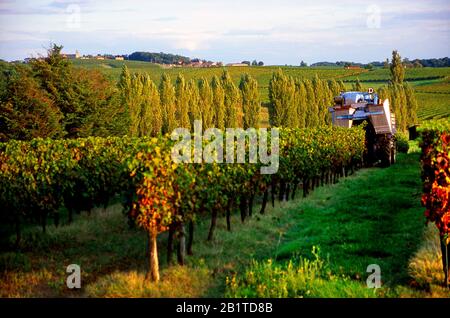 Tracteur de vigne en travail dans la région de Bordeaux, Gironde, Nouvelle-Aquitaine, France Banque D'Images