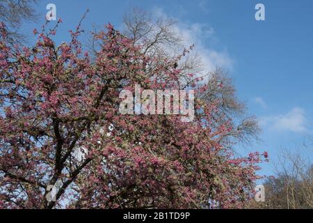 Winter Pink Blossom of an Ornamental Cherry Tree (Prunus 'Kursar') dans un Country Cottage Garden dans Rural Devon, Angleterre, Royaume-Uni Banque D'Images