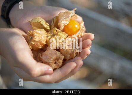 Vue rapprochée des mains tenant le cap gooseberry Banque D'Images