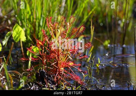 Sundew à feuilles spatulées ( Drosera intermedia ) N Carolina USA/Dembinsky photo Assoc Banque D'Images