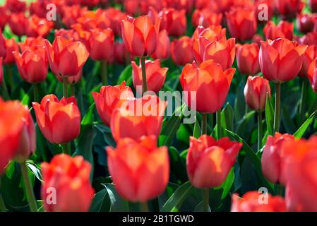 Vue latérale stupéfiante d'un champ de fleurs rouges de tulipe qui fleurit au soleil Banque D'Images