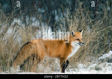 Renard rouge dans la neige (Vulpes vulpes), Amérique du Nord, par Dominique Braud/Dembinsky photo Assoc Banque D'Images