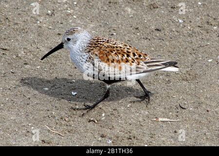 Dunlin s'affluent à la plage Banque D'Images