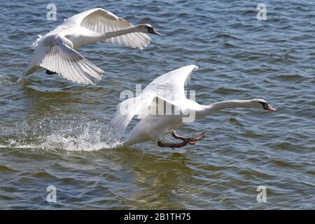 Couper le son des Swans volant et atterrissage sur le lac Banque D'Images