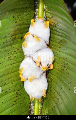 Piqûre de Bat blanc hondurien (Ectophylla alba) sous la feuille d'Heliconia (Heliconia sp) au Costa Rica Banque D'Images