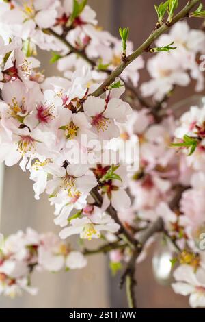 Brindilles d'amandes, fleurs et feuilles vertes fraîches sur fond flou, vue verticale rapprochée. Décoration naturelle de saison printanière Banque D'Images