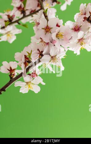 Fleurs d'amandes sur fond vert vif, vue verticale rapprochée. Décoration naturelle de saison printanière Banque D'Images