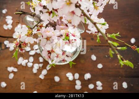 Fleurs d'amande, fleurs et feuilles vertes fraîches, vue rapprochée. Décoration naturelle de saison printanière, bouquet dans un vase, table en bois Banque D'Images