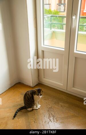 Et Tabby chat blanc, assis près de la fenêtre. Banque D'Images