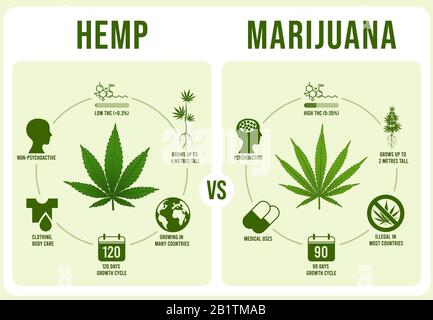 Infos sur le chanvre et la marijuana. Feuille de cannabis, illustration vectorielle de THC faible et de haute intensité Illustration de Vecteur