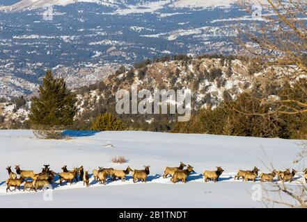 Un petit troupeau de wapitis qui traverse la neige profonde sur un sommet enneigé de la forêt nationale de Pike, dans le Colorado Banque D'Images