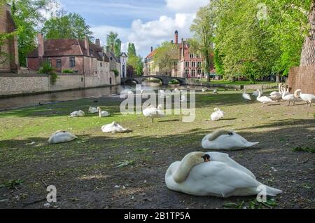 Vue sur la place avec des cygnes près du béguinage de Bruges, Belgique Banque D'Images
