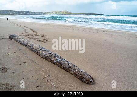 Moules sur bois dérivé à la plage de l'Atlantique en hiver. Banque D'Images