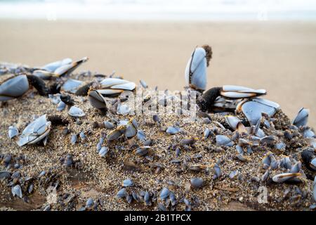 Moules sur bois dérivé à la plage de l'Atlantique en hiver. Banque D'Images