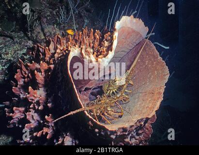 Deux langoustes de dinde des Caraïbes (Panulirus argus) se cachant en éponge, Curaçao Banque D'Images