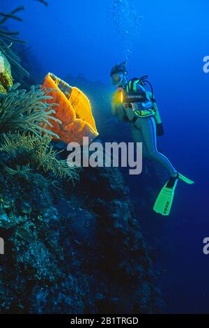 Le plongeur de plongée brille sur une éponge de Barrel (Xestospongia testudinaria), récif de corail à Isla de Juventud, Cuba Banque D'Images