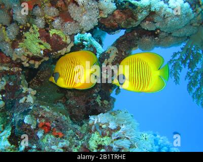 Masken-Falterfische (Chaetodon Semilarvatus), Riff De Saint-Jean, Rotes Meer, Aegypten / Ägypten Banque D'Images