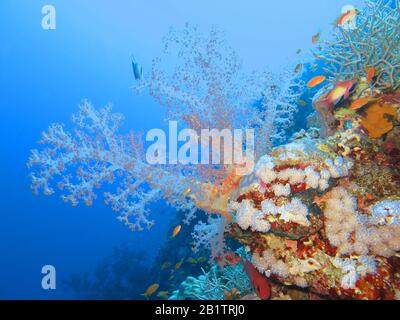 Weichkoralle (Alcyonacea), Rotes Meer, Aegypten