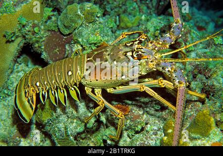 Homard de dinde des Caraïbes (Panulirus argus) marchant sur un récif de corail, Curaçao Banque D'Images