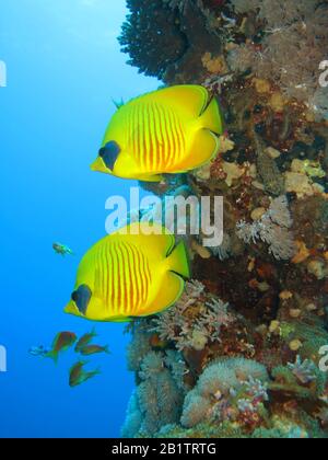 Masken-Falterfische (Chaetodon Semilarvatus), Riff De Saint-Jean, Rotes Meer, Aegypten / Ägypten Banque D'Images