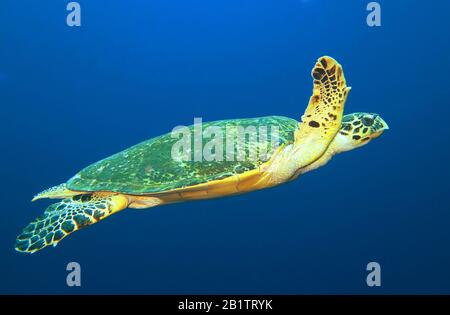 Echte Karettschildkröte (Eretmochelys Imbricata), Riff, Rotes Meer, Aegypten / Ägitten Banque D'Images