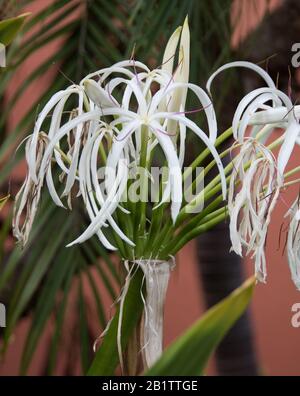 Crinum asiatico ou White Spider Lily Banque D'Images