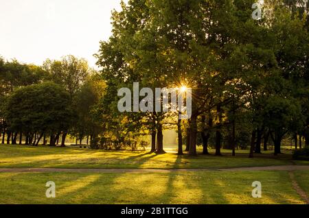 Vue sur les rayons du soleil à travers les arbres. Garez-vous le matin en été Banque D'Images