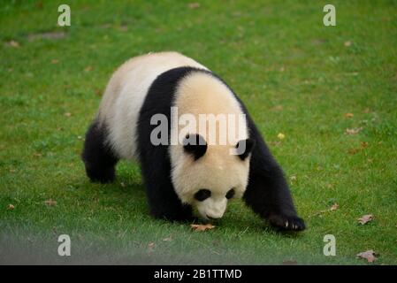 Panda Meng Meng, Zoo, Tiergarten, Mitte, Berlin, Deutschland Banque D'Images