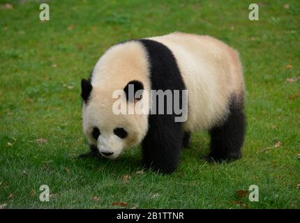 Panda Meng Meng, Zoo, Tiergarten, Mitte, Berlin, Deutschland Banque D'Images