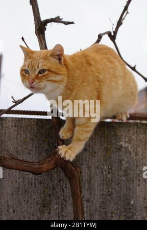 Le chat de gingembre marche sur la vieille clôture et les branches de raisin en hiver. Banque D'Images